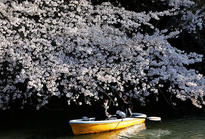 Токио, Япония. Пара плывет на лодке под цветущей вишней