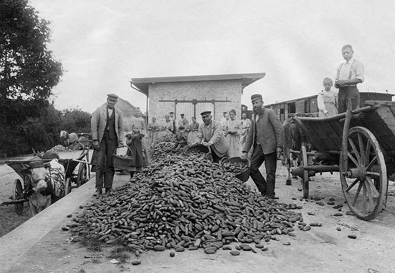 Русские и польские сельхозрабочие в Германии получали сдельную оплату деньгами или шестую часть собранного ими урожая