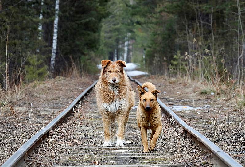 Красноярский край. Бродячие собаки на железнодорожных путях