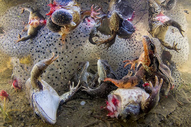 В категории «Природа» победил Бенсе Мате с работой «Сбор лягушачьих лапок», на которой запечатлены лягушки с оторванными лапками, брошенные обратно в воду в Ковасне, Восточные Карпаты, Румыния