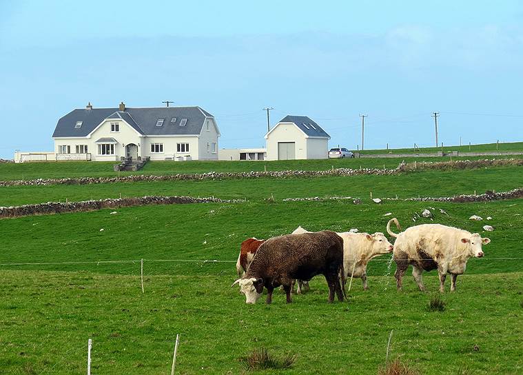 Ирландия славится не только пивом и виски, но и ликером Baileys. На его сайте говорится, что ирландские коровы — самые счастливые коровы в мире. А для изготовления ликера ежегодно 38 тыс. высокопородных ирландских коров производят более 220 млн л свежих сливок. Эти коровы, которых в компании уважительно называют «леди Бейлис», проводят 300 дней в году на зеленых полях, «наслаждаясь свежим ирландским воздухом и слушая плейлисты их любимой музыки»