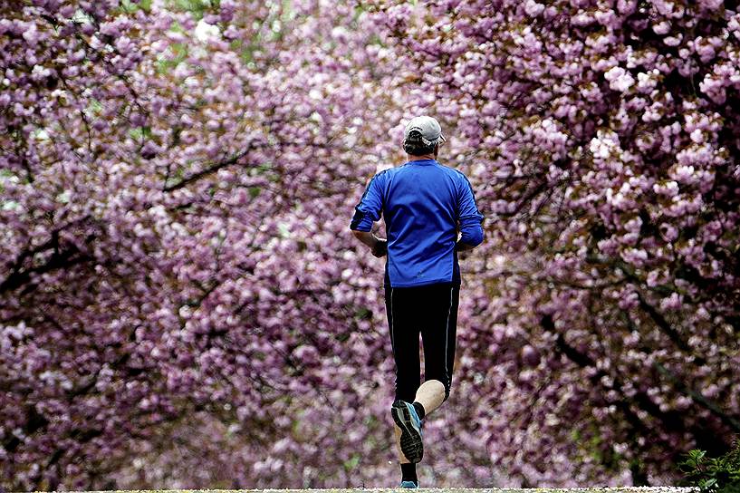 Кельн, Германия. Мужчина бежит между цветущими вишневыми деревьями