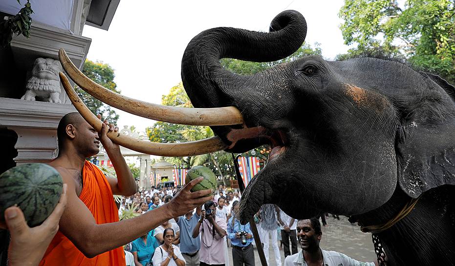 Коломбо, Шри-Ланка. Празднование сингальского и тамильского Нового года