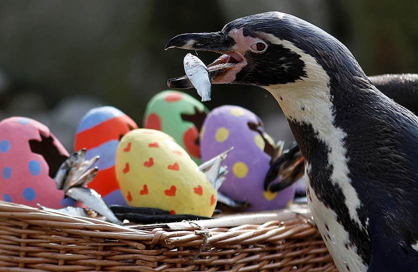 Лондон, Великобритания. Гумбольдтов пингвин кормится рыбой, сложенной в яйца из папье-маше