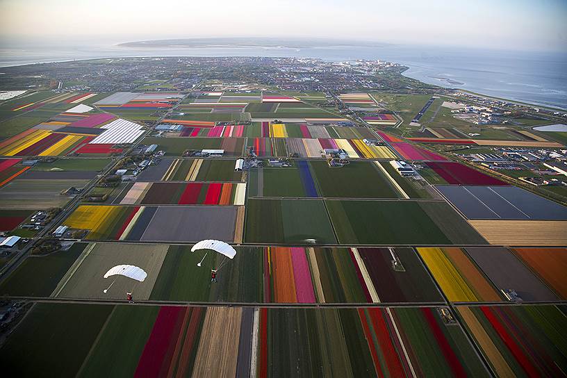 Ден-Хелдер, Нидерланды. Два парашютиста над цветущими цветочными полями