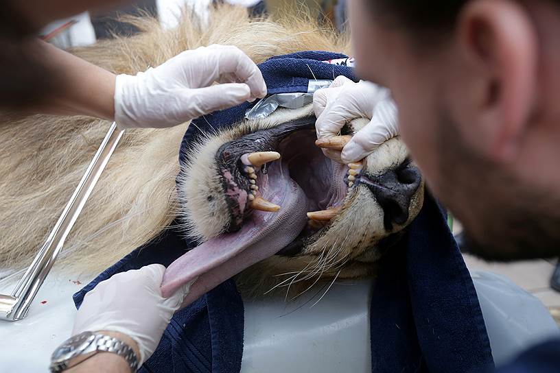Тирана, Албания. Льву в местном зоопарке проверяют зубы