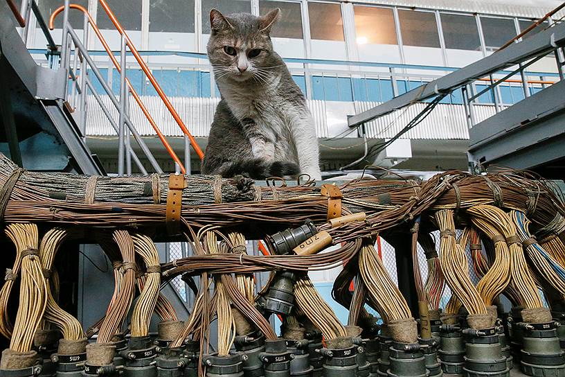 Киев, Украина. Кошка в зале испытаний авиатехники на заводе «Антонов»
