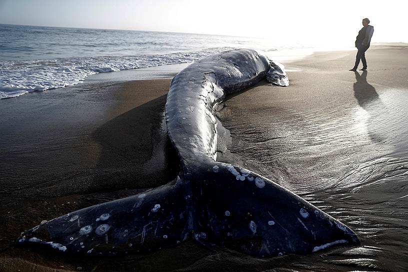 Сан-Франциско, США. Мертвый серый кит на одном из пляжей Калифорнии 