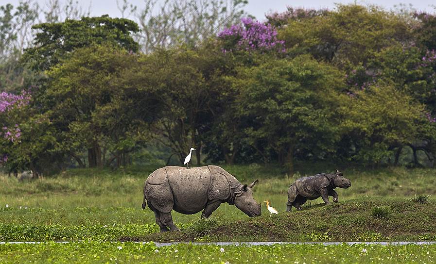 Гувахати, Индия. Носороги в местном заповеднике