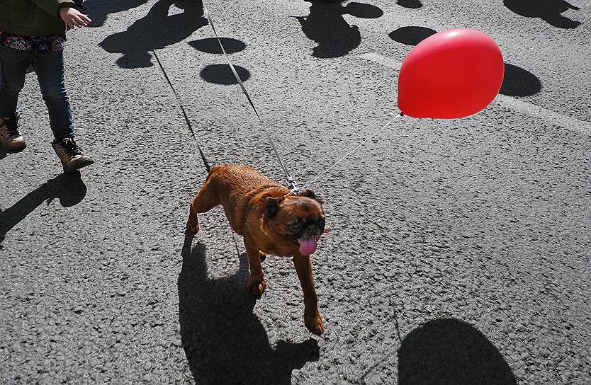 1 мая, Санкт-Петербург. Собака с шариком на первомайской демонстрации