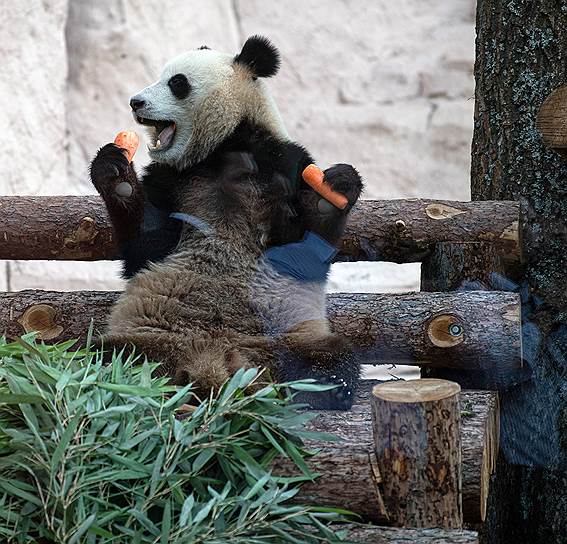 Москва, Россия. Панда, переданная Китаем Московскому зоопарку