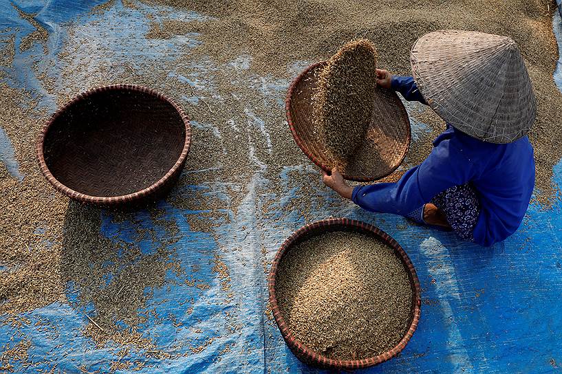 Ханой, Вьетнам. Фермер собирает урожай риса