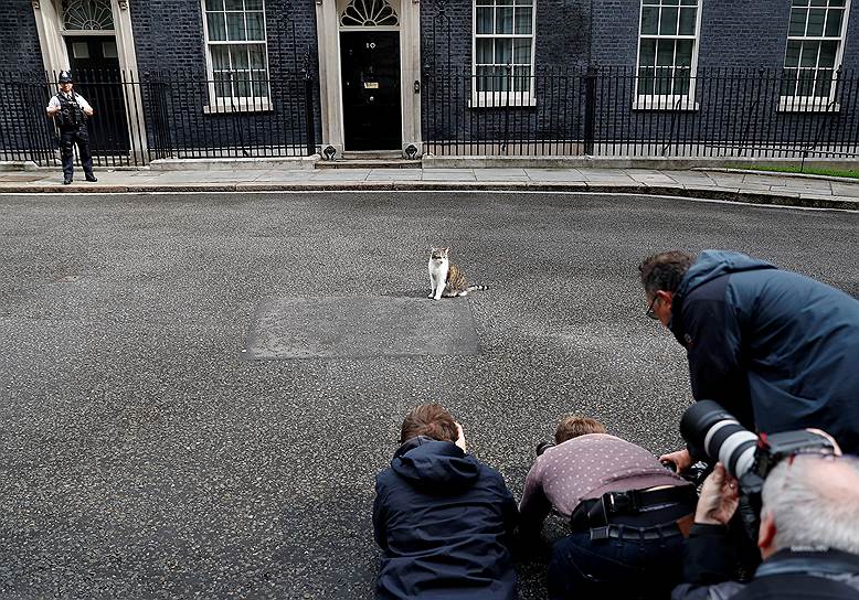 Лондон, Великобритания. Журналисты фотографируют кота Ларри — главного мышелова в резиденции британских премьер-министров 
