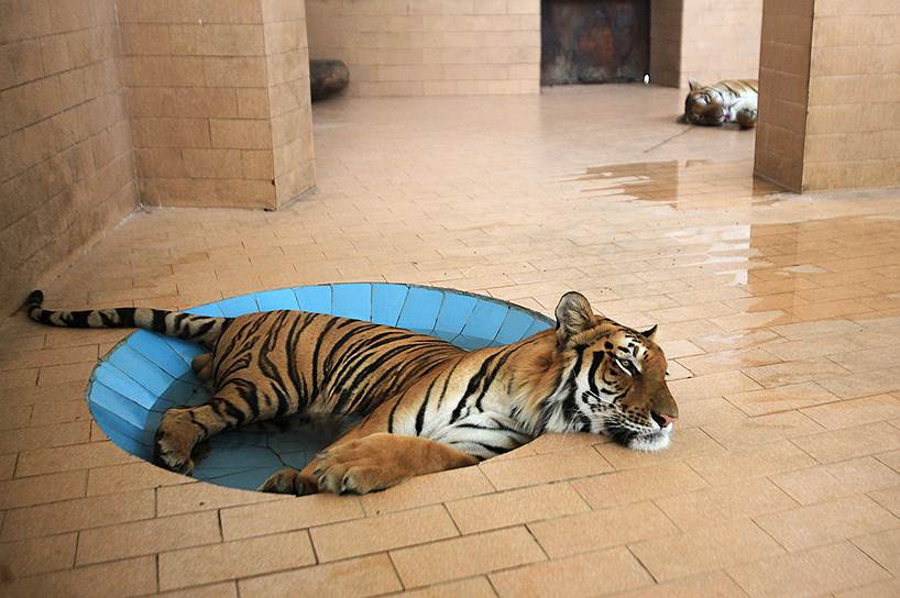 Лахор, Пакистан. Тигр спасается от жары 