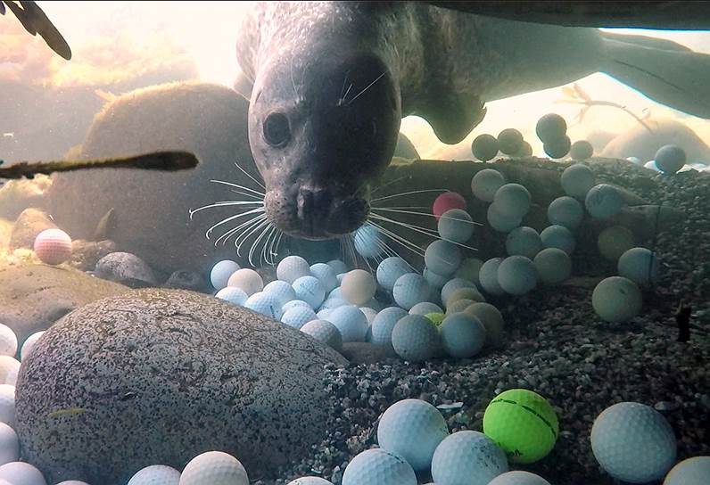 Пеббл-Бич, Калифорния, США. Мячи для гольфа на дне Тихого океана