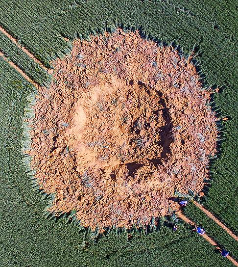 Хальбах, Германия. Кратер на кукурузном поле после взрыва бомбы времен Второй мировой войны