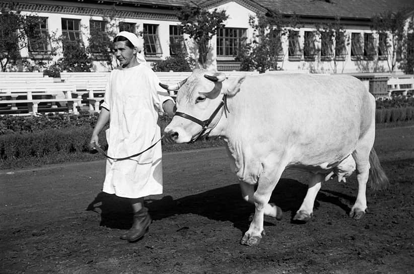 Коровы совхоза «Караваево» по весу, надоям и отелам еще в 1940-х годах догнали и перегнали Америку 