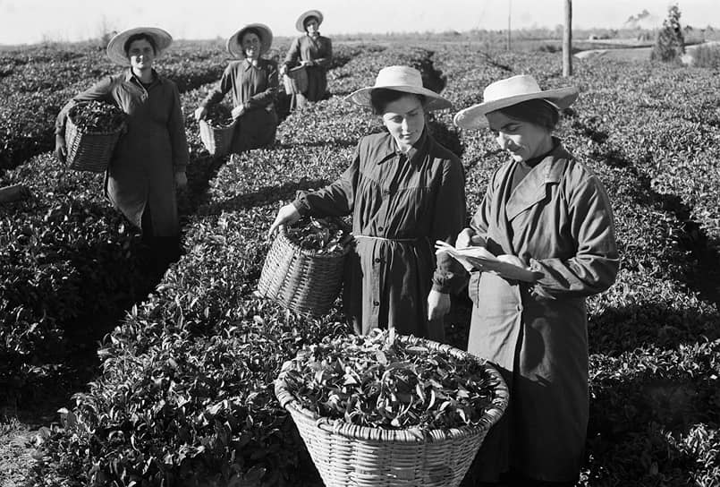 В самые сжатые сроки колхоз имени Берии стал рекордсменом по количеству трудившихся на его чайных, кукурузных и виноградных плантациях Героев