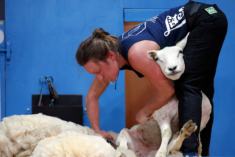Ле-Дора, Франция. Соревнования по стрижке овец
