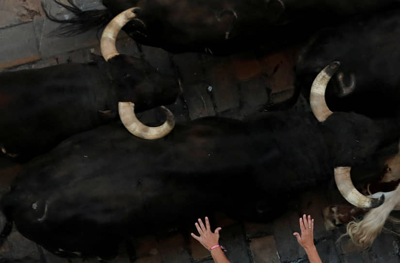 Памплона, Испания. Забег быков на фестивале Сан-Фермин