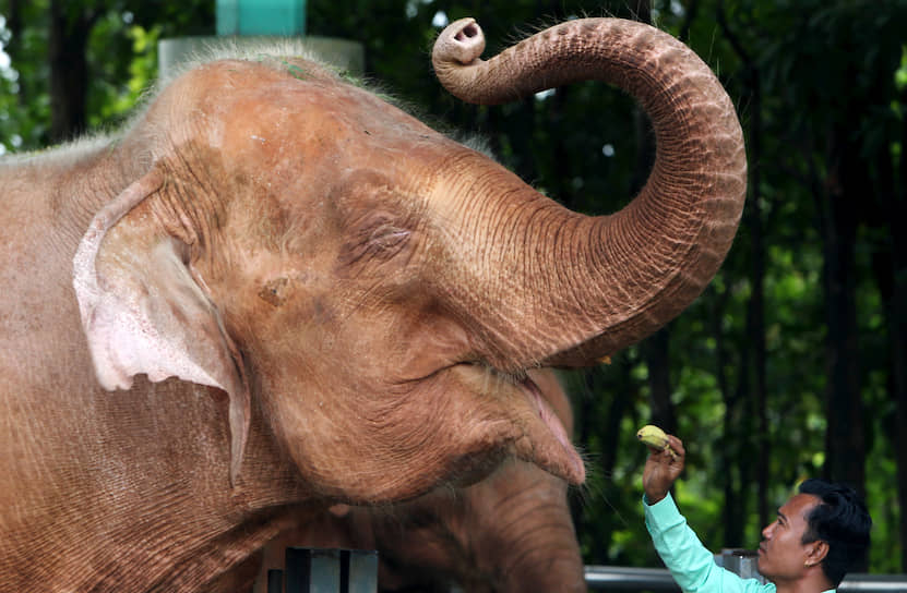 Нейпьидо, Мьянма. Мужчина кормит слона