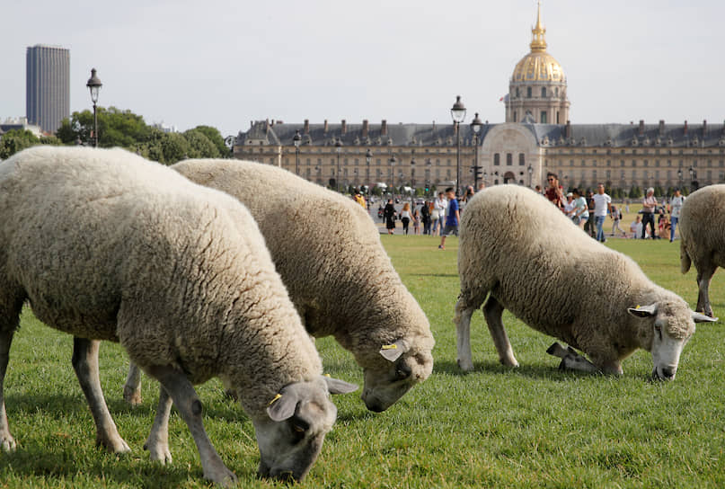Париж, Франция. Овцы пасутся на лужайке около Дома инвалидов