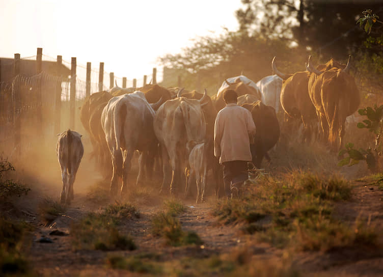 Като-Ридж, ЮАР. Пастух со стадом крупного рогатого скота
