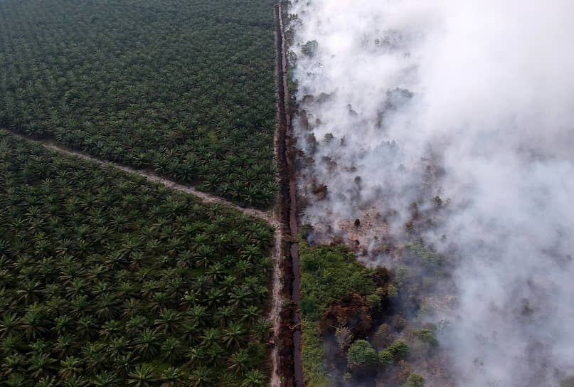 Муаро-Джамби, Индонезия. Пожар на плантации пальмового масла