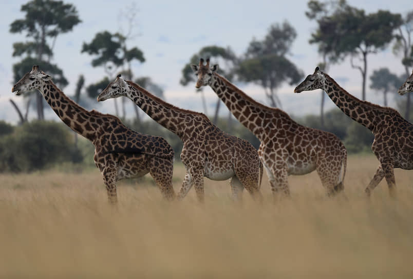 Кения. Жирафы в национальном заповеднике Масаи-Мара