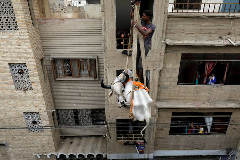 Карачи, Пакистан. Жертвенную корову спускают с крыши перед праздником Курбан-байрам