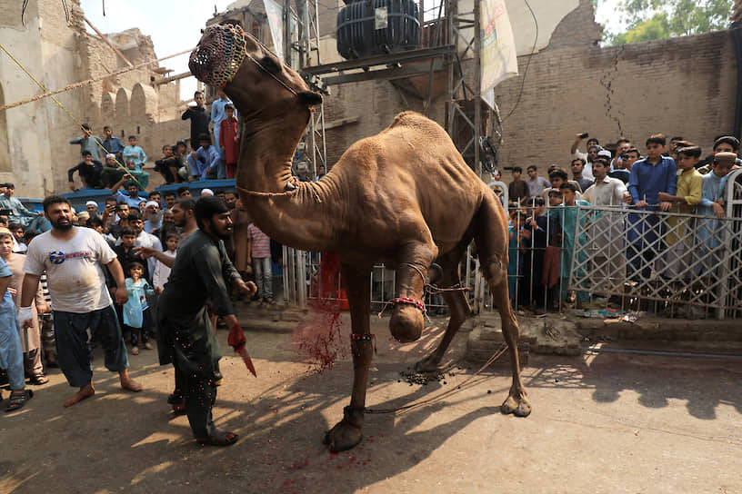 Пешавар, Пакистан. Жертвоприношение верблюда во время праздника Курбан-байрам