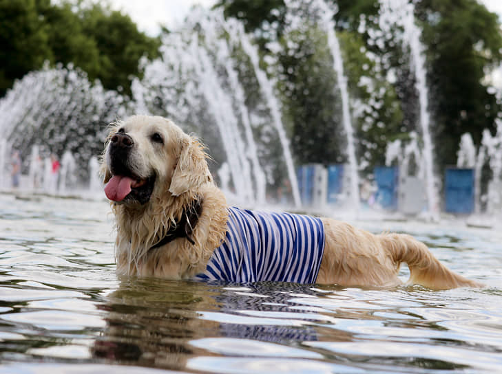 Собака купается в фонтане Парка Горького в день ВДВ, август 2022 года
