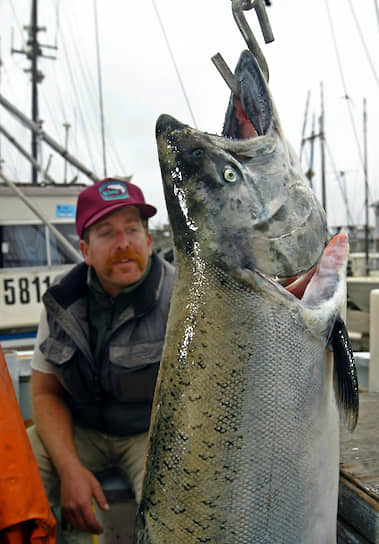 С каждым годом все больше лососевых выращивается в неволе и все меньше вылавливается рыбаками
