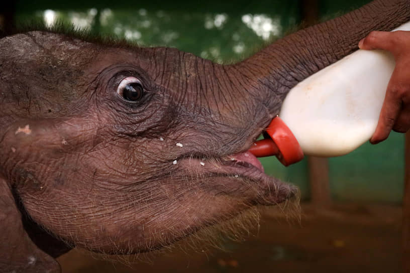 Баго, Мьянма. Сотрудник слоновьего питомника кормит четырехмесячного слоненка, потерявшего родителей из-за браконьеров