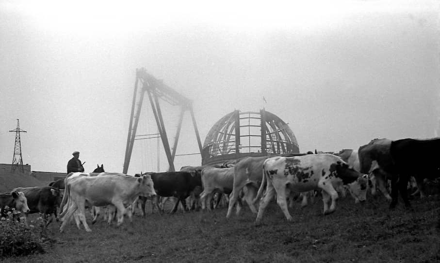 Как и во время строительства телескопа (на фото), на альпийских лугах вокруг БТА летом до сих пор пасутся стада коров и овец.