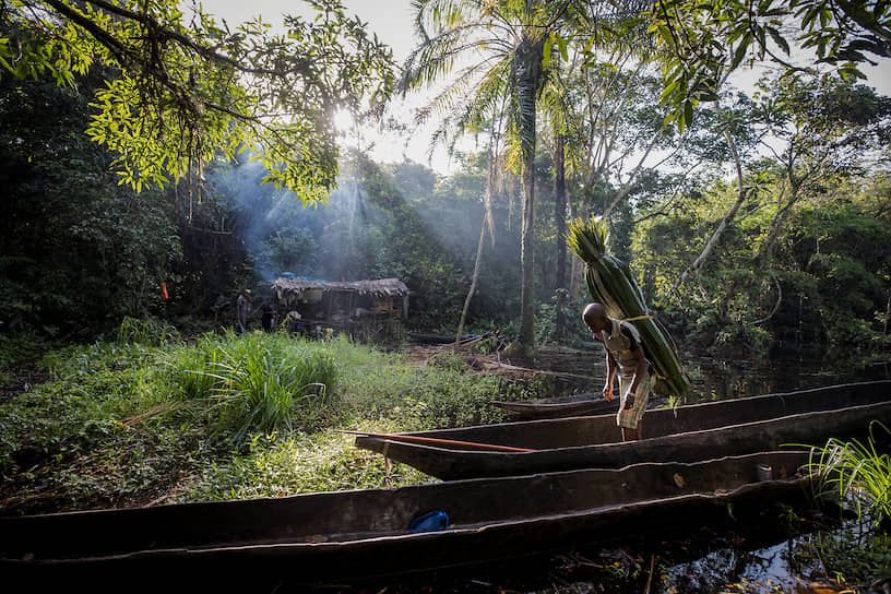 Мбандака, Демократическая Республика Конго. Местный житель несет пальмовые листья для кровли своего жилища