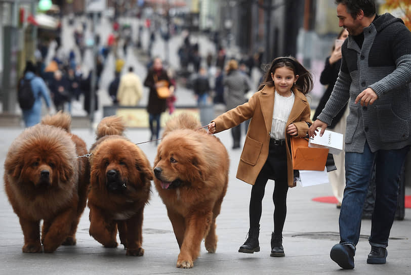 Москва, Россия. Девочка и три собаки на поводке