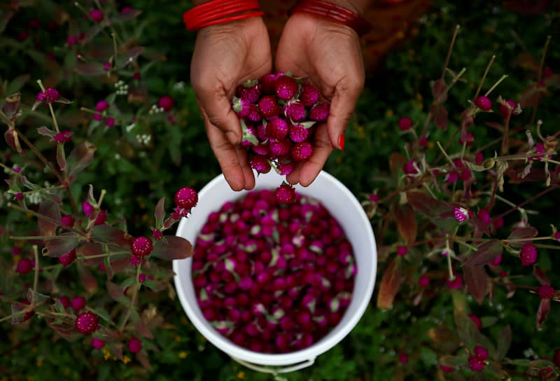 Бхактапур, Непал. Сбор цветков амаранта на гирлянды для фестиваля Дивали