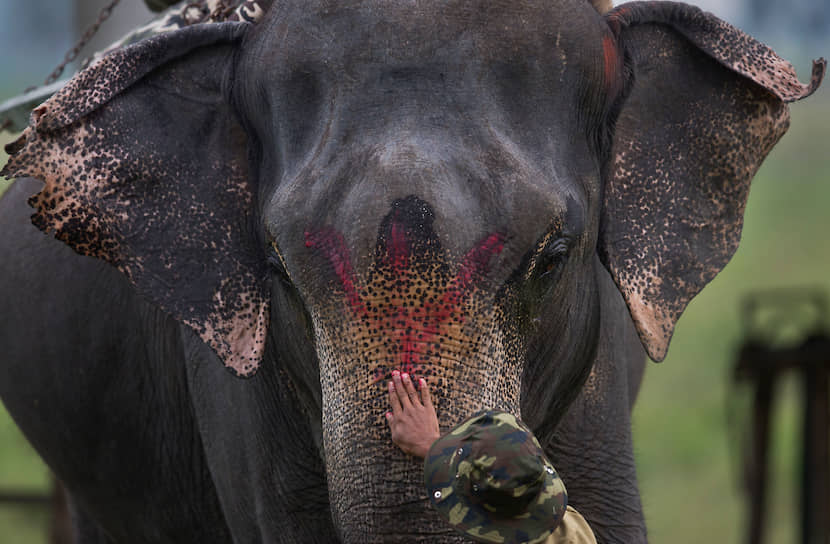 Гувахати, Индия. Слона готовят к открытию заповедника после сезона муссонов 