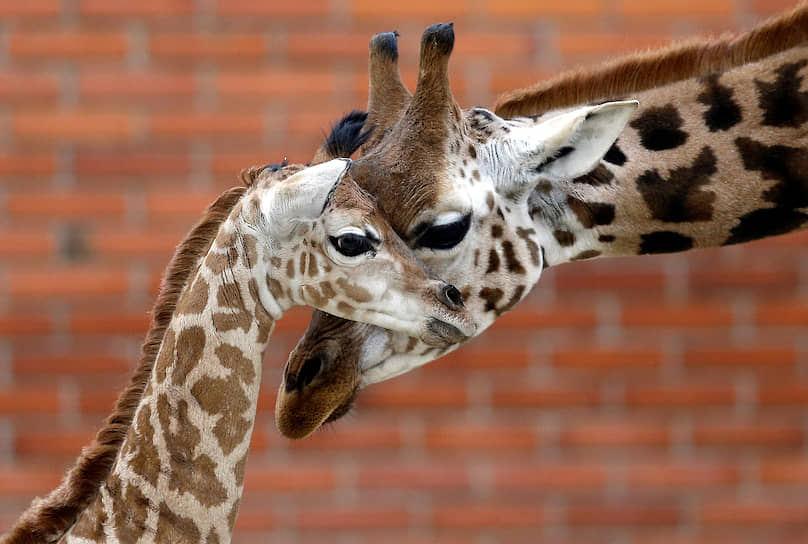 Либерец, Чехия. Новорожденный жираф в вольере в Либерецком зоопарке
