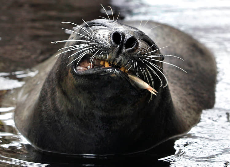 Баренцевоморская популяция обыкновенного тюленя вызывает опасения у ученых. Но Минприроды намерено не включать вид в новую редакцию Красной книги