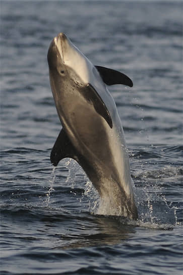 Беломордый дельфин тоже рискует остаться без защиты