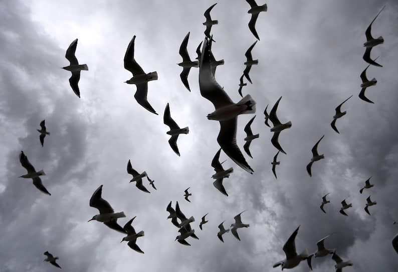 Ницца, Франция. Чайки летят против сильного ветра  