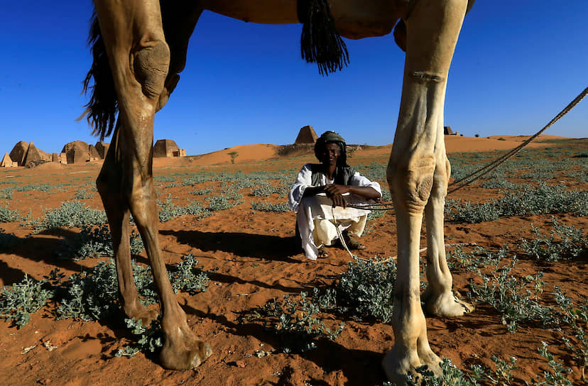 Бегравия, Судан. Экскурсовод отдыхает возле верблюда во время посещения пирамид Мероэ