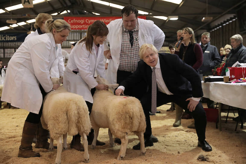 Уэльс, Великобритания. Премьер-министр Борис Джонсон стрижет овцу во время посещения ярмарки