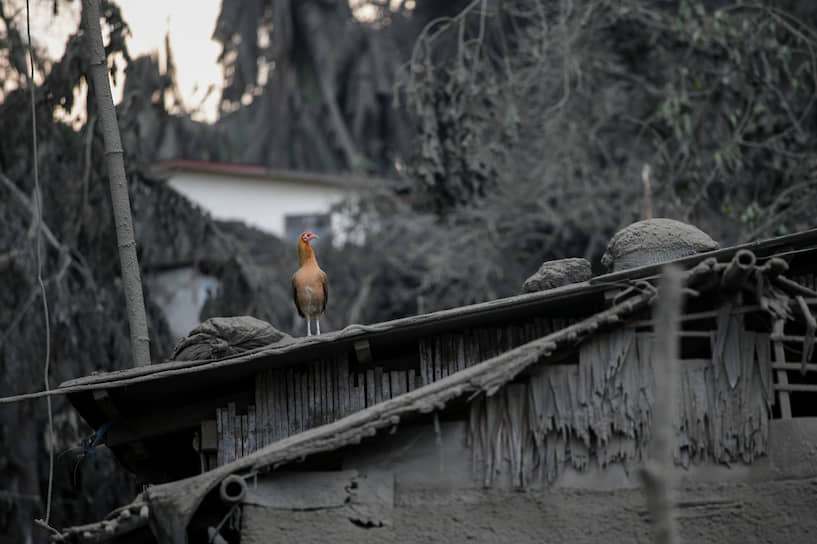 Талисей, Филиппины. Крыша дома, покрытая пеплом, после извержения вулкана Тааль