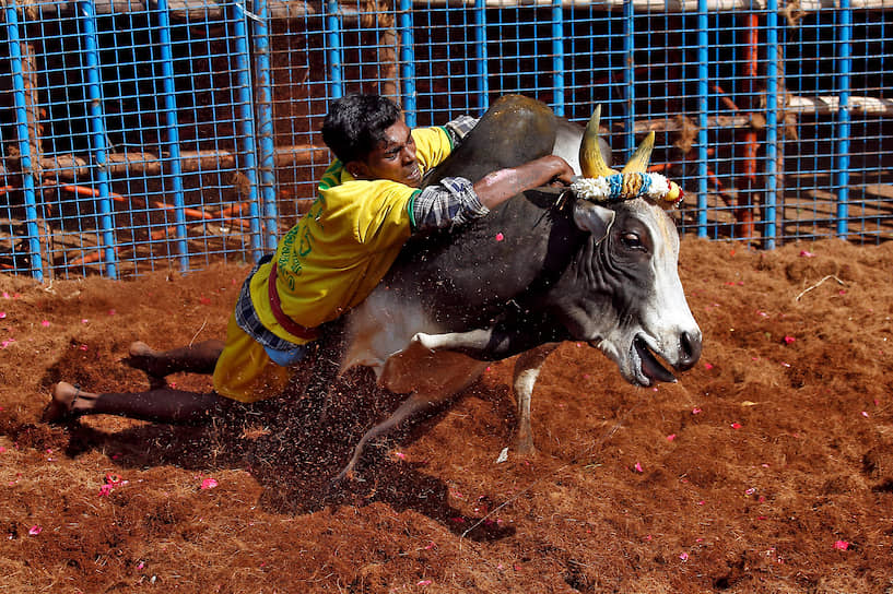Мадурай, Индия. Местный житель пытается укротить быка во время индуистского праздника урожая