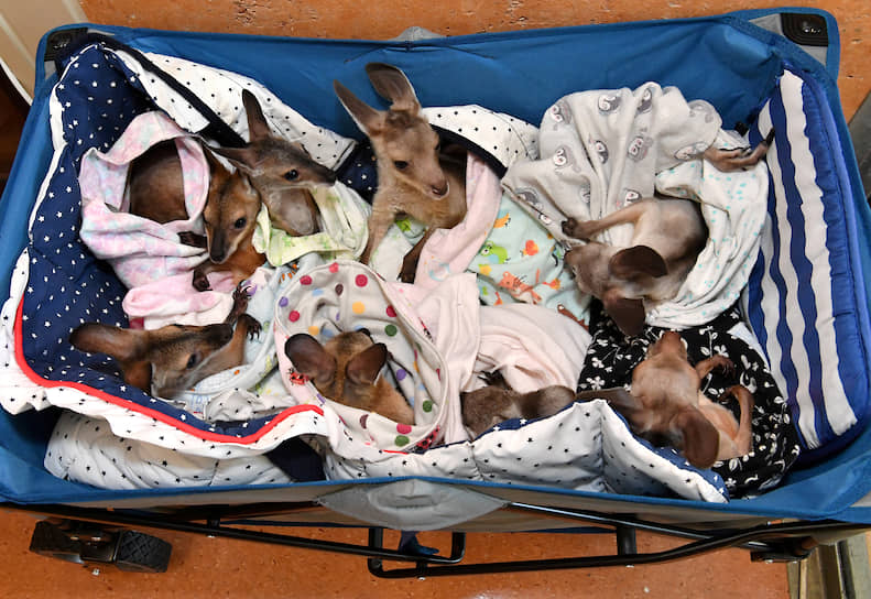 Бирва, Австралия. Детеныши кенгуру во время лечения в зоопарке 