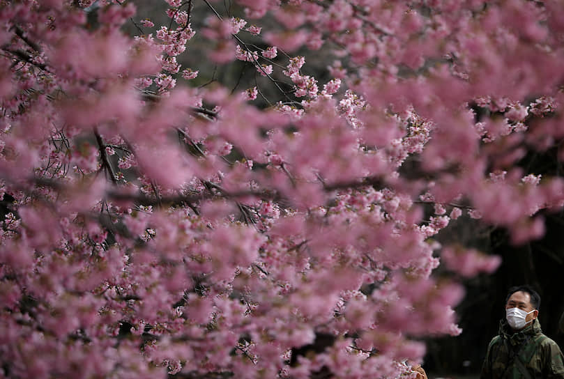 Токио, Япония. Человек в маске наблюдает за цветущей сакурой