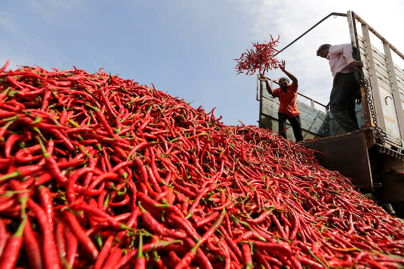 Ахмедабад, Индия. Сбор красного перца на плантации  